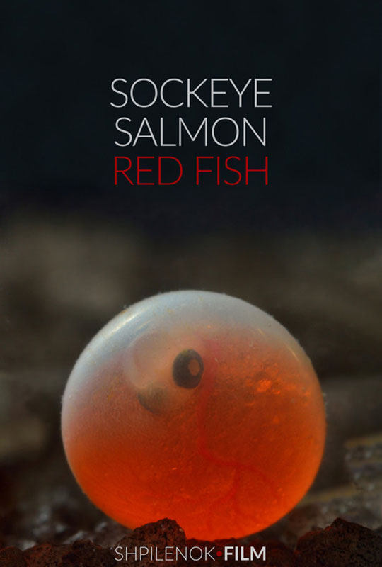 Sockeye Salmon. Red fish 
